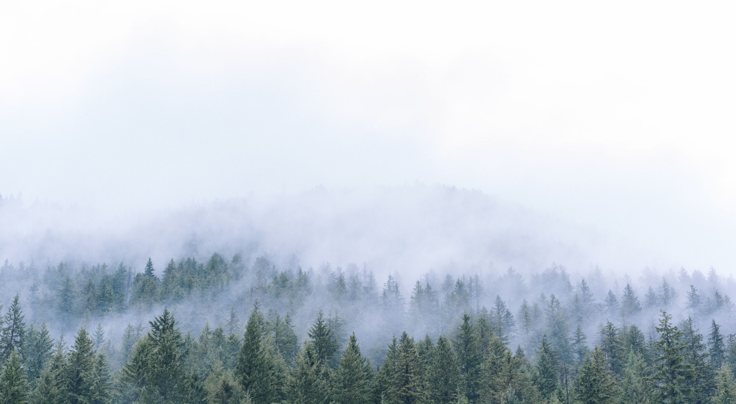 Abeti su una collina nascosti parzialmente dalla nebbia